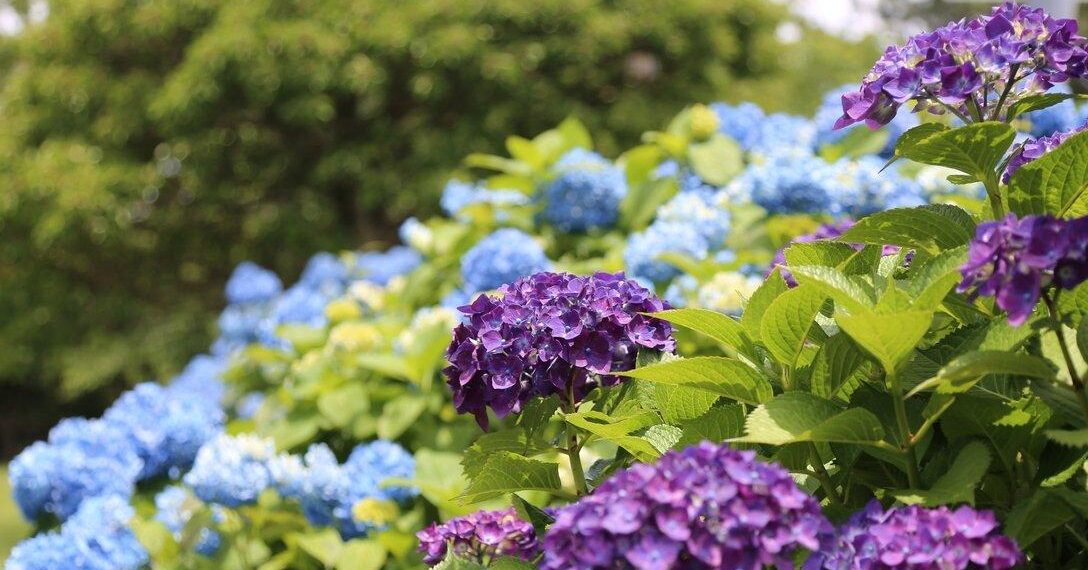 Cette erreur fatale que 90% des jardiniers commettent avec leurs hortensias avant septembre 6 Cette erreur fatale que 90% des jardiniers commettent avec leurs hortensias avant septembre 47ab63cf 5c06 4011 8551 932a459603da habitudes matinales