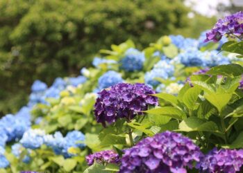 47ab63cf 5c06 4011 8551 932a459603da