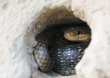 Vipères au jardin : elles adorent cette petite cachette que personne ne pense à vérifier