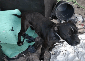 Ils déménagent et abandonnent leur chien sur le balcon : le voisin a une idée géniale