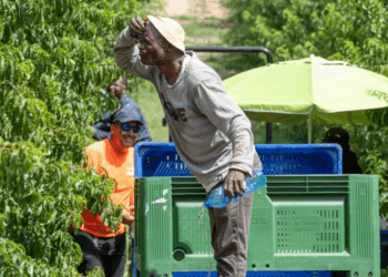 Canicule : il travaillait au soleil sous 41°C, un travailleur saisonnier qui cueillait des fruits décède