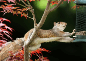 Des « écureuils zombies » envahissent les jardins, les experts mettent en garde les habitants