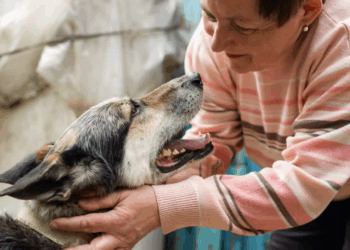 Vaucluse : Une retraitée retrouvée dévorée par le chien du voisin