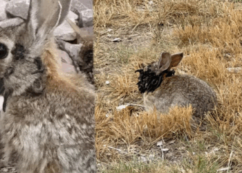 Des lapins aperçus avec des excroissances en forme de corne, les autorités sanitaires indiquent que le virus est « bénin »