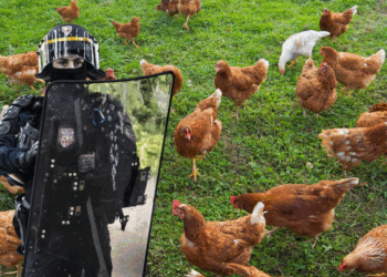 Les poules de Yaël Braun-Pivet nourries par des CRS ? La présidente de l’Assemblée nationale dément