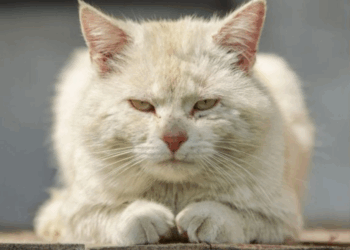 38 ans et 3 jours : l’incroyable habitude alimentaire du plus vieux chat du monde