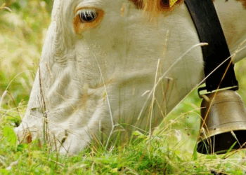 « Ils ne supportent plus rien dans les villages » : l&rsquo;agriculteur refuse d&rsquo;enlever la cloche de sa vache, jugée « trop bruyante »
