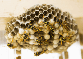 Elle lâche un nid de guêpes dans sa maison… voici pourquoi