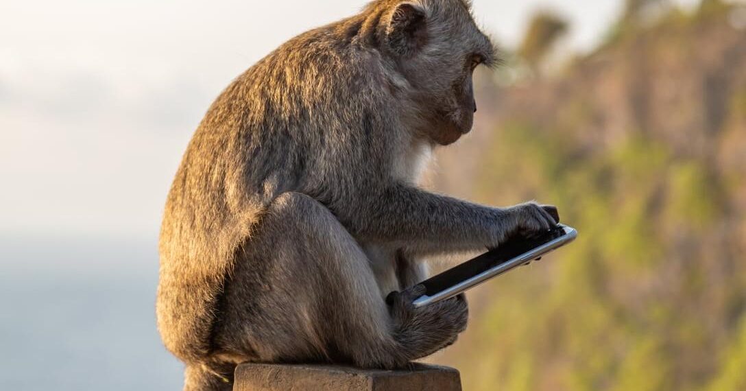 À Bali, ces macaques volent votre téléphone et attendent 25 minutes avant de négocier : leur méthode va vous surprendre 9 À Bali, ces macaques volent votre téléphone et attendent 25 minutes avant de négocier : leur méthode va vous surprendre aff45897 5cc0 46b7 9386 cbc20a3c23a8 allergie