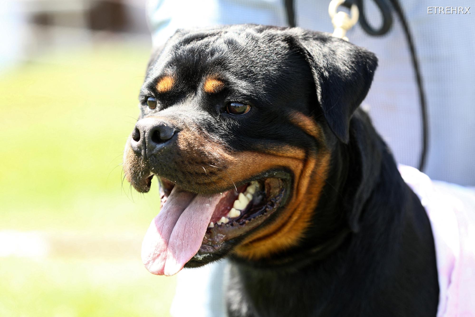 Loiret : laissé seul quelques minutes avec le Rottweiler de 60 kilos, un enfant de 9 ans meurt dans des circonstances dramatiques 5 Loiret : laissé seul quelques minutes avec le Rottweiler de 60 kilos, un enfant de 9 ans meurt dans des circonstances dramatiques Image d'illustration © ETREHEUREUX