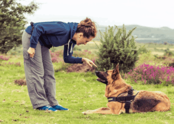 Pour sauver une femme attaquée par son chien à Levallois-Perret, un témoin poignarde l’animal