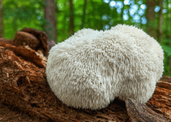 Les boissons à base de champignons envahissent les rayons, mais est-ce vraiment bon pour la santé ?
