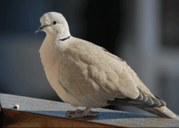 Une tourterelle près de la maison : que signifie-t-elle et pourquoi s’approche-t-elle de ma maison ?