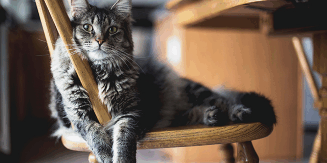 Si vous êtes propriétaire d’un chat, cette interdiction va indéniablement impacter vos habitudes 5 Si vous êtes propriétaire d’un chat, cette interdiction va indéniablement impacter vos habitudes Si vous êtes propriétaire d’un chat, cette interdiction va indéniablement impacter vos habitudes