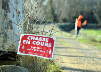 Drame en pleine chasse : Il voulait tirer un sanglier, il le rate et abat son collègue