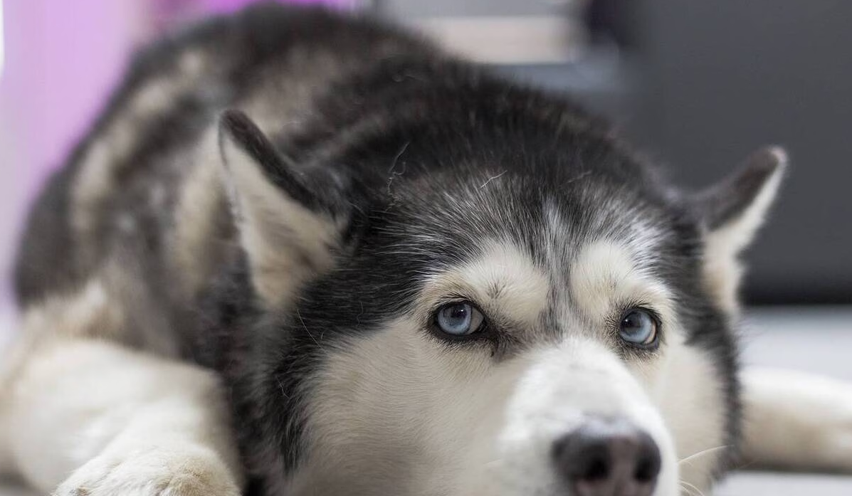 « Sans eau ni nourriture » : il attache son chien à un arbre et part en vacances un mois et demi 2 « Sans eau ni nourriture » : il attache son chien à un arbre et part en vacances un mois et demi Capture decran 2025 09 29 191154