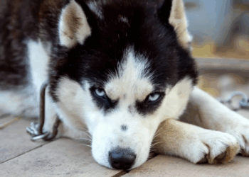 « Sans eau ni nourriture » : il attache son chien à un arbre et part en vacances un mois et demi 15 « Sans eau ni nourriture » : il attache son chien à un arbre et part en vacances un mois et demi « Sans eau ni nourriture » : il attache son chien à un arbre et part en vacances un mois et demi