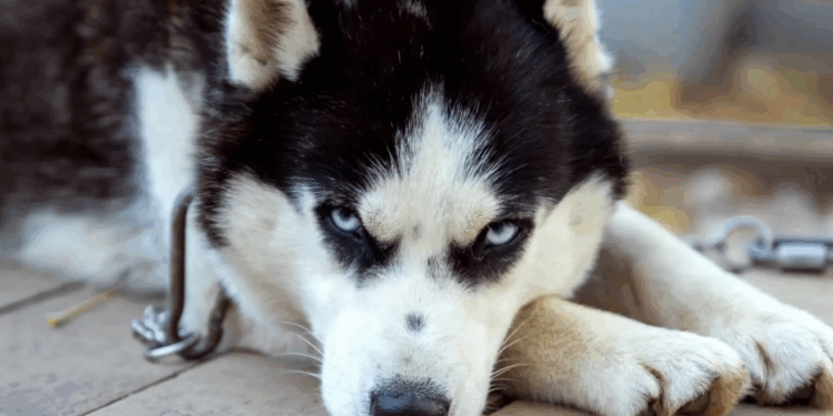 « Sans eau ni nourriture » : il attache son chien à un arbre et part en vacances un mois et demi 1 « Sans eau ni nourriture » : il attache son chien à un arbre et part en vacances un mois et demi Capture decran 2025 09 29 191215