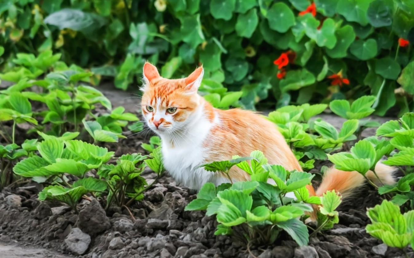 Capture decran 2025 10 06 131639