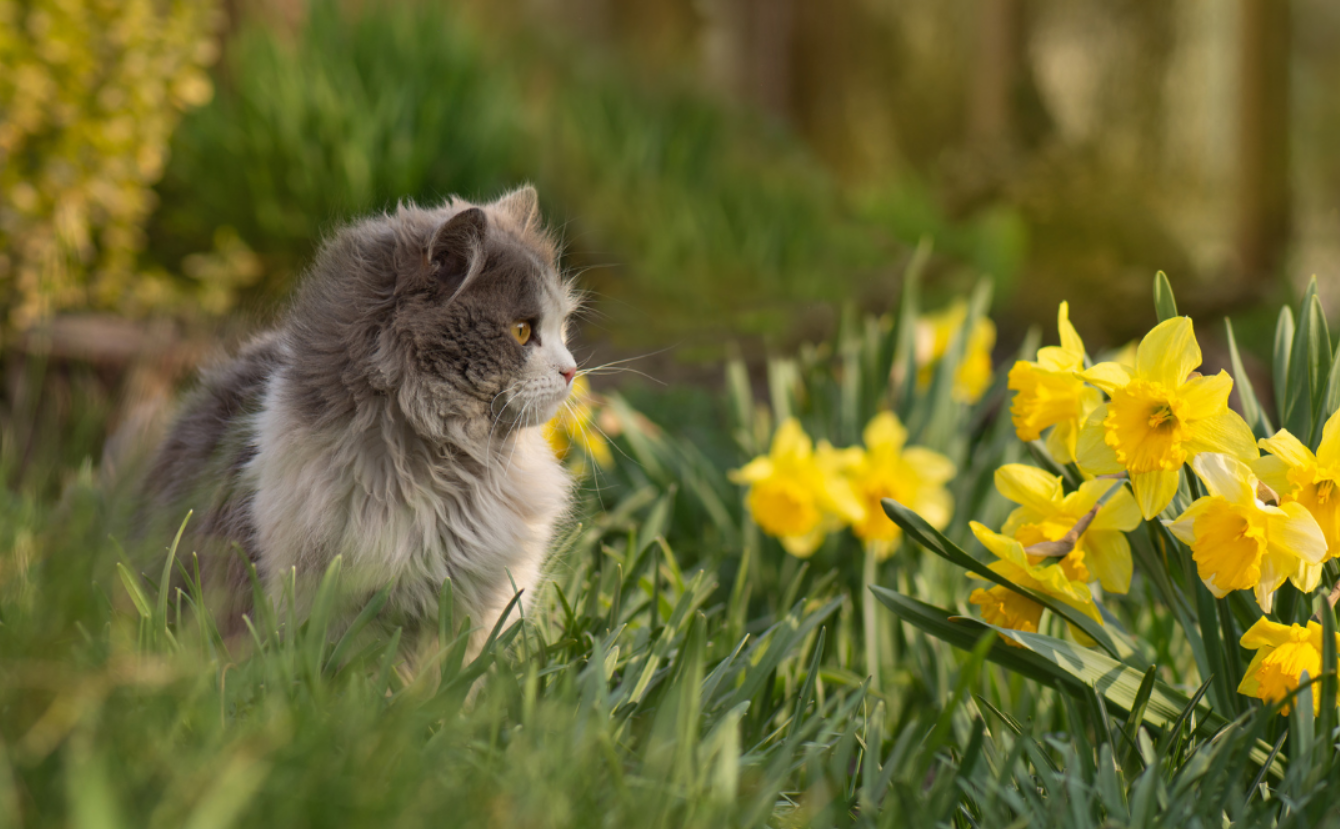 Si le chat du voisin passe son temps dans votre jardin, la loi est formelle sur ces intrusions animales 4 Si le chat du voisin passe son temps dans votre jardin, la loi est formelle sur ces intrusions animales Capture decran 2025 10 06 131649