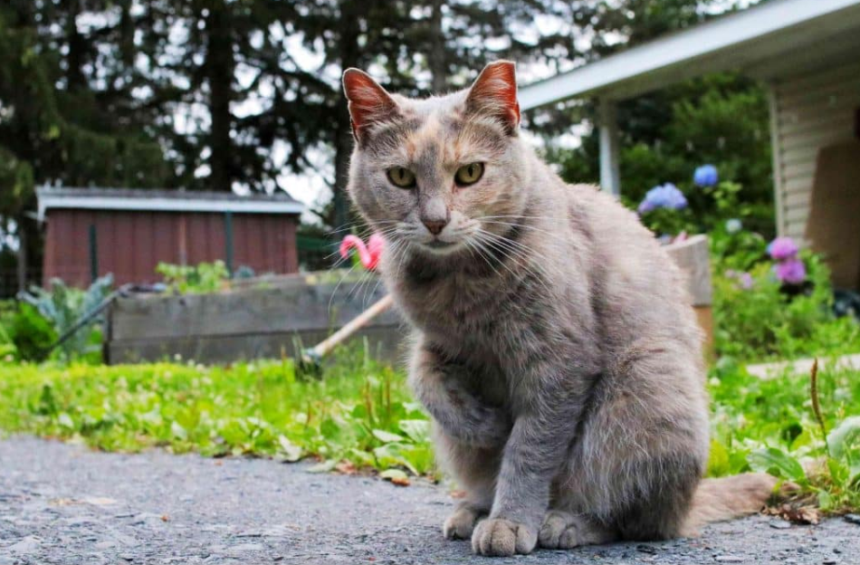 Si le chat du voisin passe son temps dans votre jardin, la loi est formelle sur ces intrusions animales 3 Si le chat du voisin passe son temps dans votre jardin, la loi est formelle sur ces intrusions animales Capture decran 2025 10 06 131655