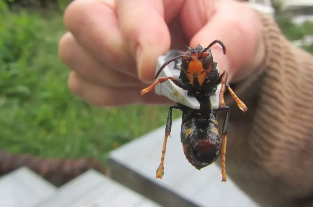 Évitez à tout prix d’écraser un frelon asiatique ! Cela pourrait avoir de graves conséquences 2 Évitez à tout prix d’écraser un frelon asiatique ! Cela pourrait avoir de graves conséquences Capture decran 2025 10 07 163430