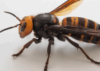 Évitez à tout prix d’écraser un frelon asiatique ! Cela pourrait avoir de graves conséquences