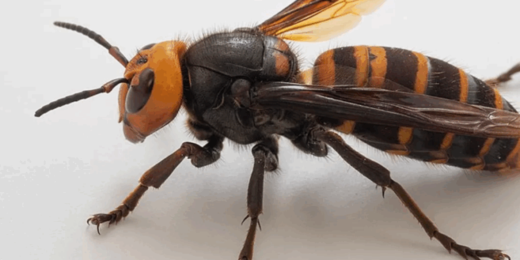 Évitez à tout prix d’écraser un frelon asiatique ! Cela pourrait avoir de graves conséquences 1 Évitez à tout prix d’écraser un frelon asiatique ! Cela pourrait avoir de graves conséquences Capture decran 2025 10 07 163438