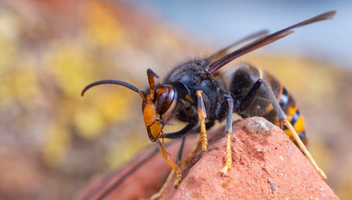 Évitez à tout prix d’écraser un frelon asiatique ! Cela pourrait avoir de graves conséquences 3 Évitez à tout prix d’écraser un frelon asiatique ! Cela pourrait avoir de graves conséquences Capture decran 2025 10 07 163447