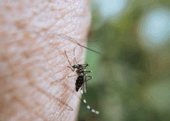 « J’ai attrapé le chikungunya. Et voilà comment ça s’est passé… » : une semaine de calvaire
