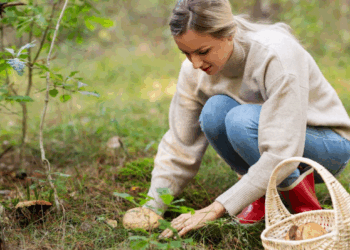 Lourde amende, prison… Voici ce que vous risquez si vous ramassez trop de champignons 11 Lourde amende, prison… Voici ce que vous risquez si vous ramassez trop de champignons Lourde amende, prison… Voici ce que vous risquez si vous ramassez trop de champignons
