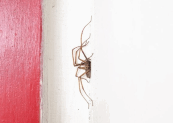 Ces plantes oubliées font fuir les araignées géantes qui se réfugient dans les maisons l'automne 5 Ces plantes oubliées font fuir les araignées géantes qui se réfugient dans les maisons l'automne Ces plantes oubliées font fuir les araignées géantes qui se réfugient dans les maisons l’automne