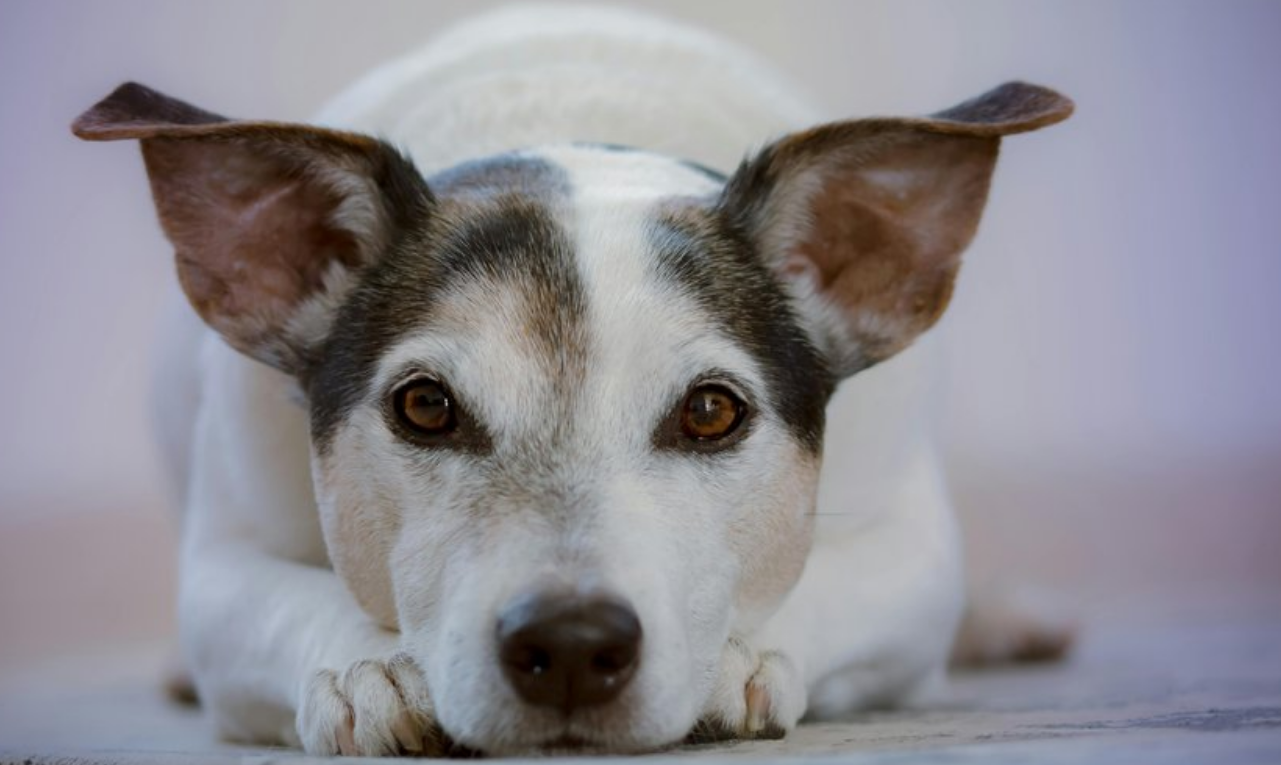 Pour garder son appartement, elle prend une décision douloureuse concernant son animal… 2 Pour garder son appartement, elle prend une décision douloureuse concernant son animal… Capture decran 2025 10 27 201640