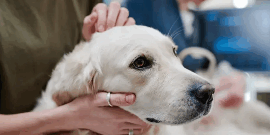 Pour garder son appartement, elle prend une décision douloureuse concernant son animal… 6 Pour garder son appartement, elle prend une décision douloureuse concernant son animal… Pour garder son appartement, elle prend une décision douloureuse concernant son animal…