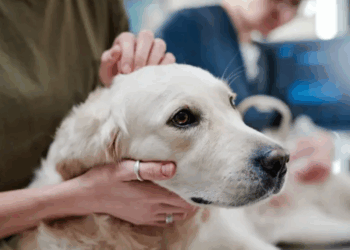 Pour garder son appartement, elle prend une décision douloureuse concernant son animal…