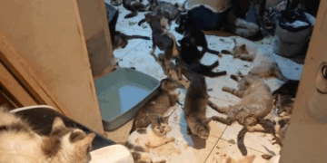 Aude : une découverte inattendue dans un appartement, des centaines de chats concernés…