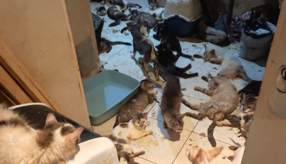 Aude : une découverte inattendue dans un appartement, des centaines de chats concernés… 3 Aude : une découverte inattendue dans un appartement, des centaines de chats concernés… Aude : une découverte inattendue dans un appartement, des centaines de chats concernés…