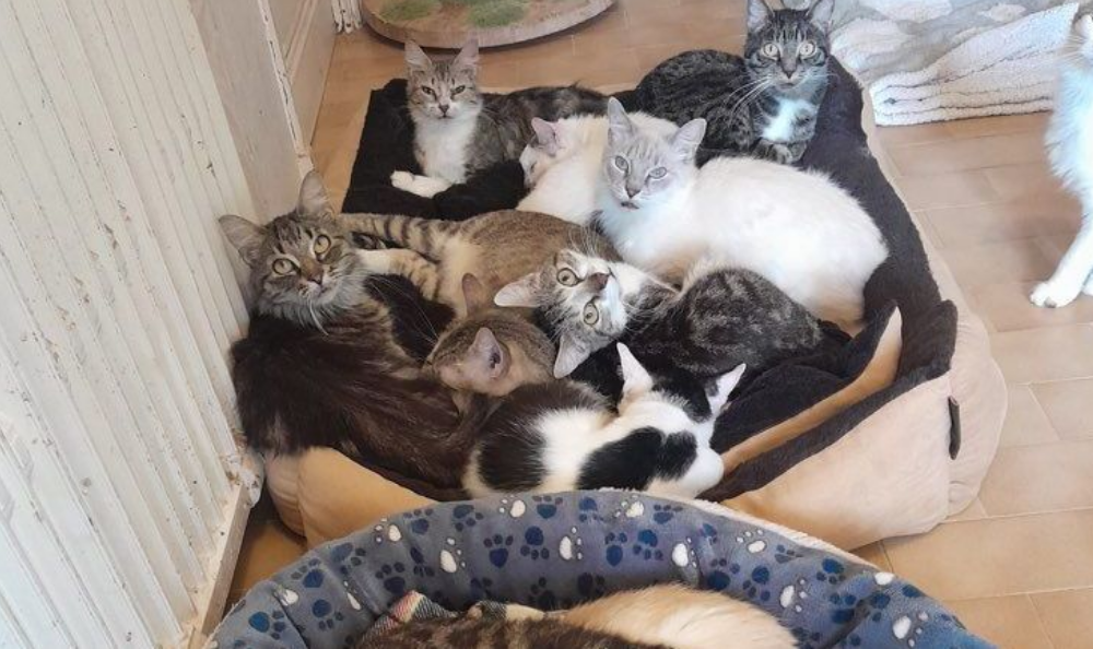 Aude : une découverte inattendue dans un appartement, des centaines de chats concernés… 3 Aude : une découverte inattendue dans un appartement, des centaines de chats concernés… Capture decran 2025 10 27 212208
