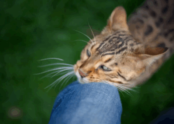 Ce que cela signifie lorsqu’un chat se frotte contre vous