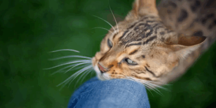 Ce que cela signifie lorsqu’un chat se frotte contre vous 1 Ce que cela signifie lorsqu’un chat se frotte contre vous Capture decran 2025 10 28 224656