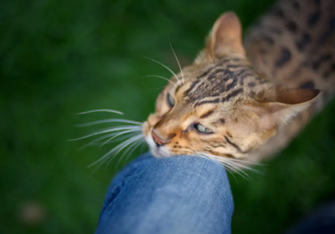 Ce que cela signifie lorsqu’un chat se frotte contre vous 4 Ce que cela signifie lorsqu’un chat se frotte contre vous Capture decran 2025 10 28 224656
