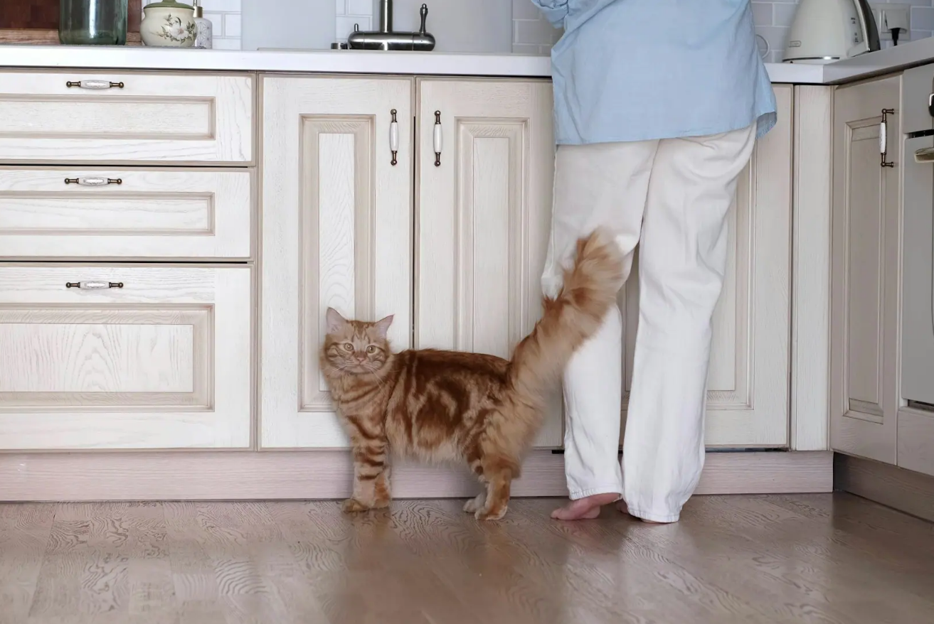 Ce que cela signifie lorsqu’un chat se frotte contre vous 2 Ce que cela signifie lorsqu’un chat se frotte contre vous Capture decran 2025 10 28 224659