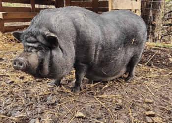 Sarthe : Il lance un appel à témoins pour retrouver sa cochonne de compagnie en fuite