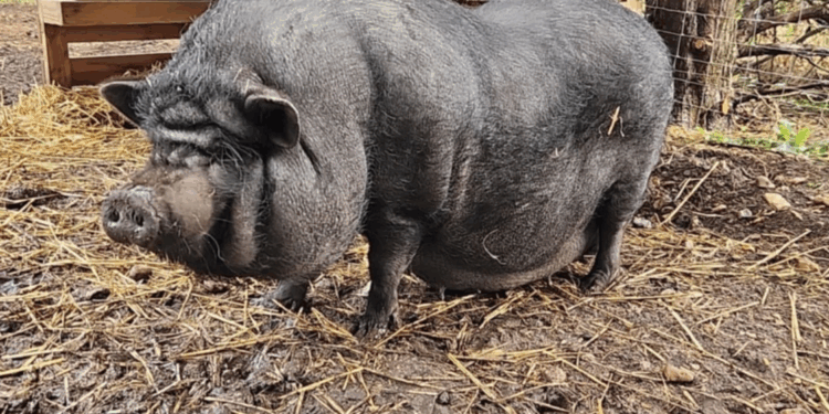 Sarthe : Il lance un appel à témoins pour retrouver sa cochonne de compagnie en fuite 1 Sarthe : Il lance un appel à témoins pour retrouver sa cochonne de compagnie en fuite Capture decran 2025 10 29 183614