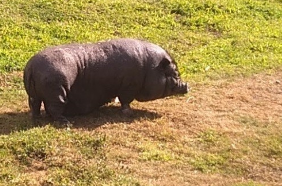 Sarthe : Il lance un appel à témoins pour retrouver sa cochonne de compagnie en fuite 3 Sarthe : Il lance un appel à témoins pour retrouver sa cochonne de compagnie en fuite Capture decran 2025 10 29 183626