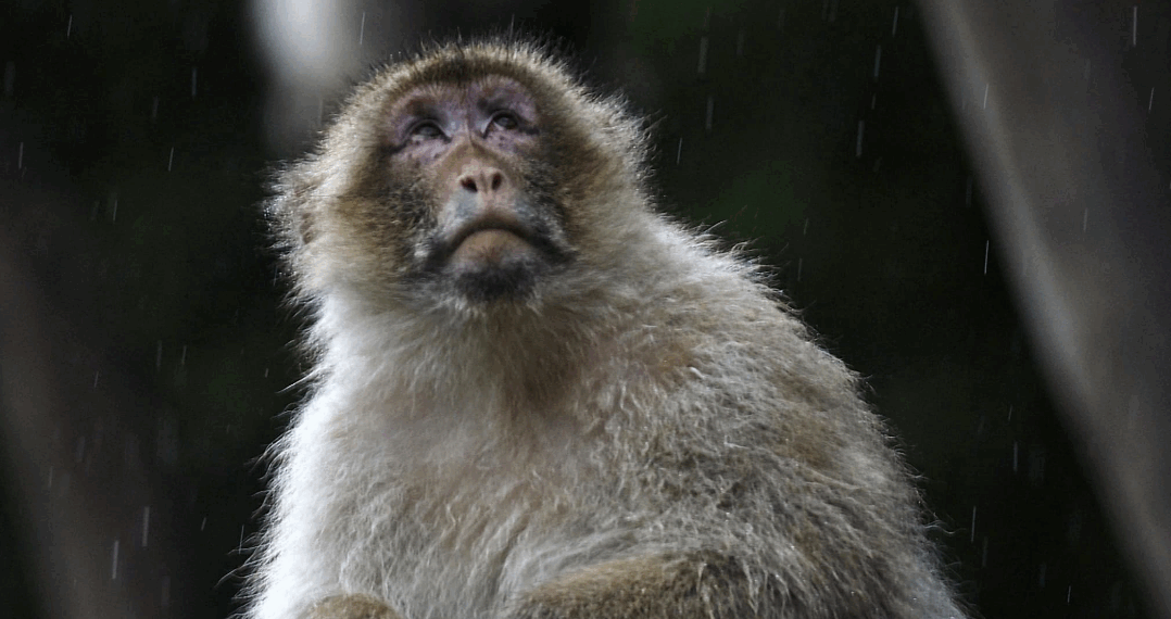 Des singes de laboratoire s'échappent d'un camion lors d'un accident 3 Des singes de laboratoire s'échappent d'un camion lors d'un accident Des singes de laboratoire s’échappent d’un camion lors d’un accident