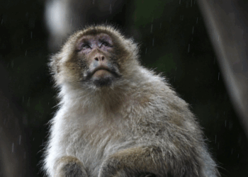 Des singes de laboratoire s’échappent d’un camion lors d’un accident