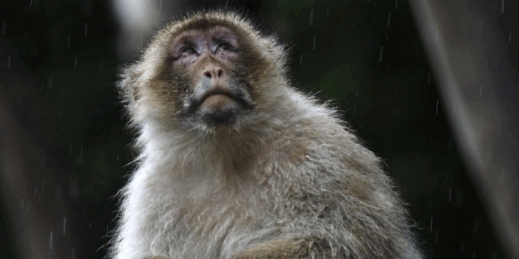 Des singes de laboratoire s'échappent d'un camion lors d'un accident 1 Des singes de laboratoire s'échappent d'un camion lors d'un accident Capture decran 2025 10 29 190117