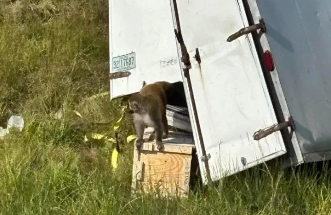 Des singes de laboratoire s'échappent d'un camion lors d'un accident 2 Des singes de laboratoire s'échappent d'un camion lors d'un accident Capture decran 2025 10 29 190122