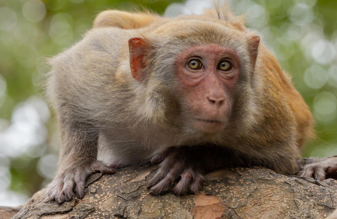 Des singes de laboratoire s'échappent d'un camion lors d'un accident 3 Des singes de laboratoire s'échappent d'un camion lors d'un accident Capture decran 2025 10 29 190127